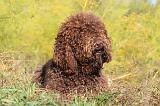 BARBET 046